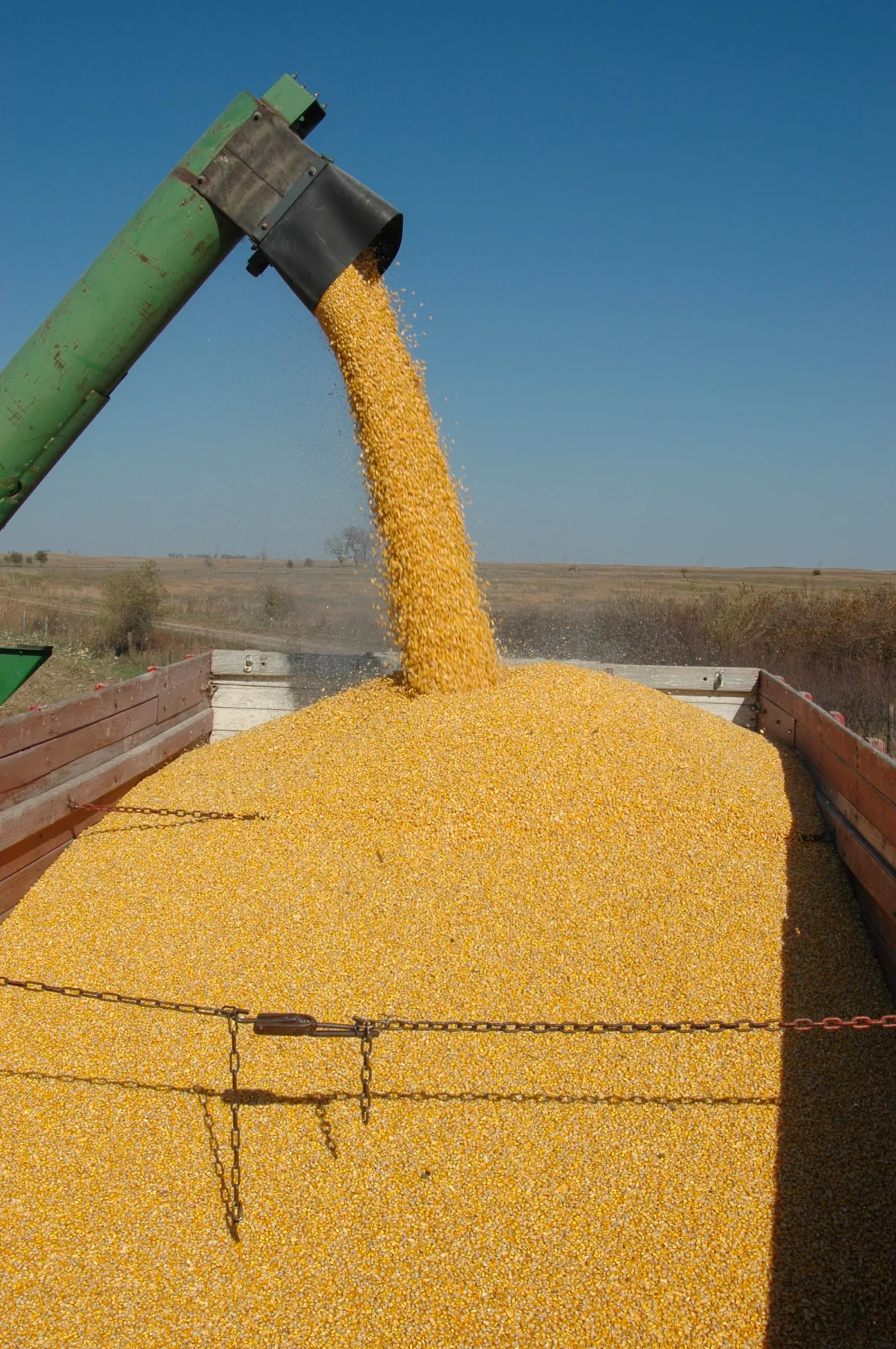 Food production grain harvest